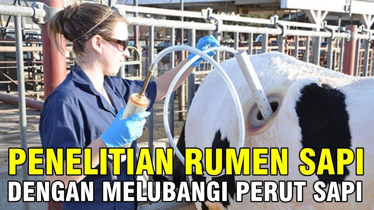 
                                 Cara-Meningkatkan-ADG-Sapi-Dengan-Fermentasi-Rumen